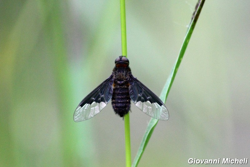 Serie di Bombyliidae del Parco del Ticino